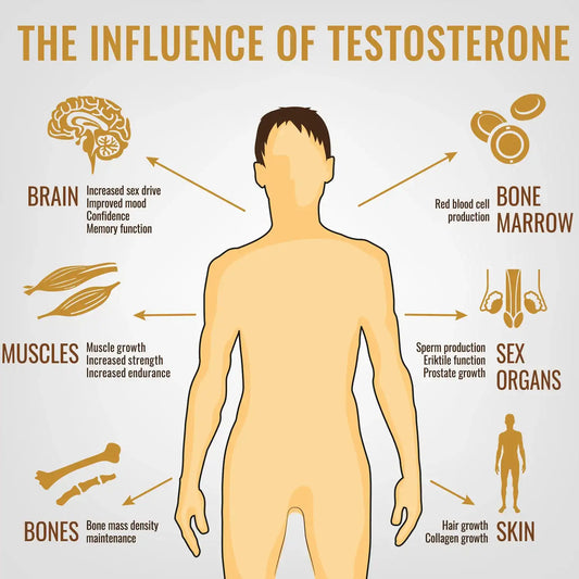 Red Light Therapy for Testosterone Production: A Path to Better Sexual and Reproductive Health